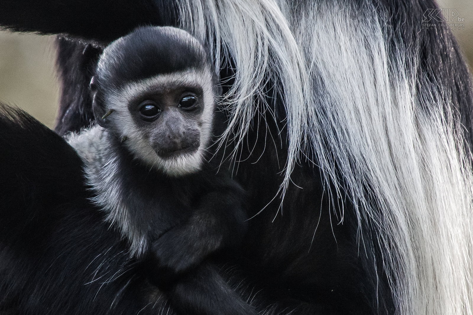 Naivasha - Crater Lake - Baby colobus monkey  Stefan Cruysberghs